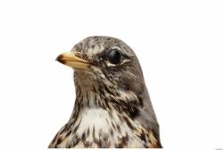 Fieldfare - Turdus pilaris